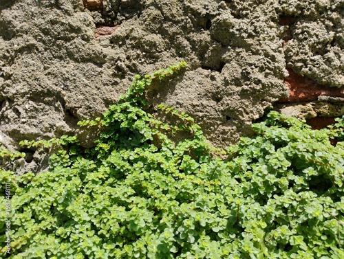 Textura de Planta (Soleirolia Soleirolii) e parede de cimento rustico 02