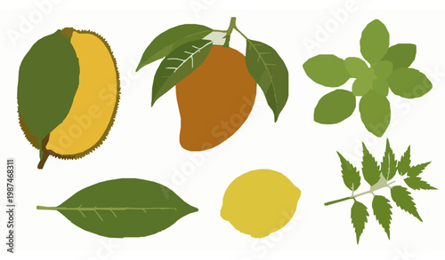 Realistic botanical leaf set with jackfruit mango tulsi lemon and neem isolated on white background
