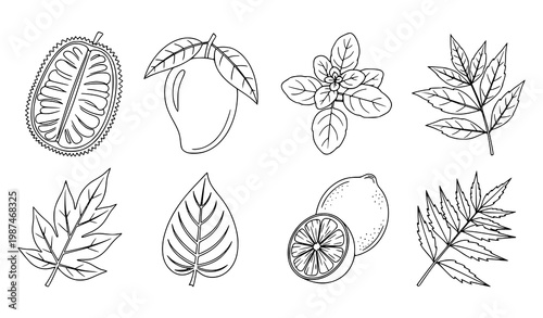 Botanical leaf outline vector set with jackfruit mango tulsi lemon and neem black and white illustration