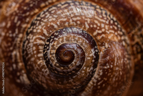 Macro shot of snail shell spiral
