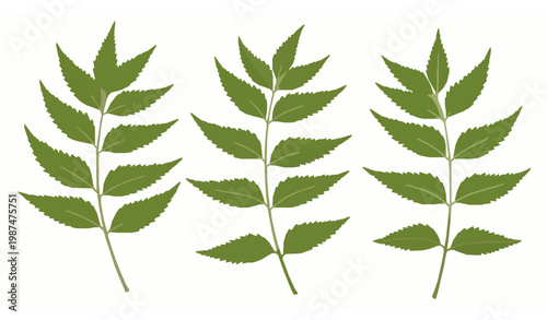 Realistic neem leaves vector illustration medicinal neem plant foliage isolated on white background