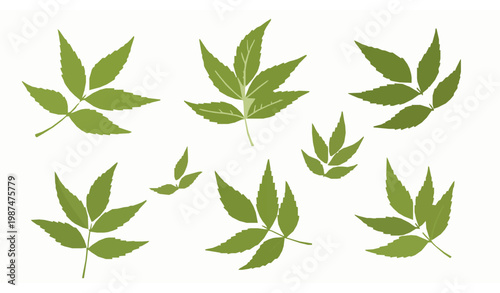 Flat neem leaves vector set medicinal herbal plant illustration isolated on white background