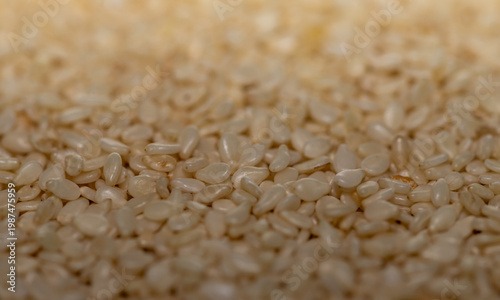 sesame seed background macro