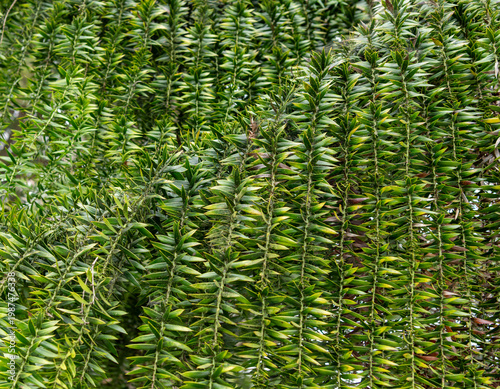 green fern background