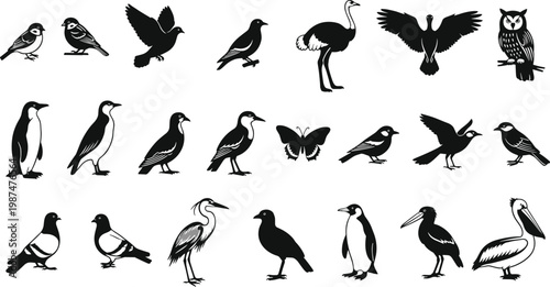 A collection of various bird species are depicted in a black and white illustrative style high quality professional detailed modern elegant