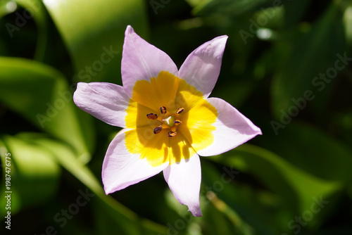 Flower of Candia tulip Tulipa saxatilis (Bakeri Group) 'Lilac Wonder'. Cultivar. Spring. April, Netherlands