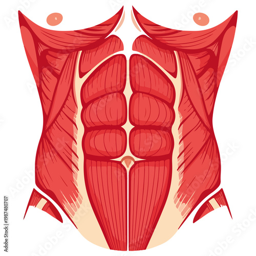 abdominal muscle anatomy flat vector medical illustration
