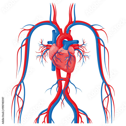 Human Heart Circulatory System Anatomical Flat Vector Illustration