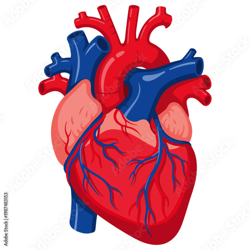 human heart anatomy flat vector medical illustration
