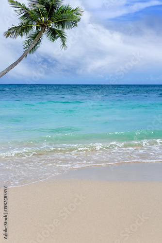 Palm tree on tropical beach with blue sky and white clouds .