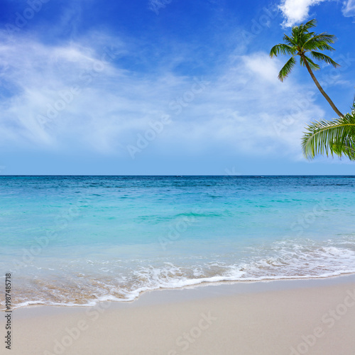 Palm tree on tropical beach with blue sky and white clouds .