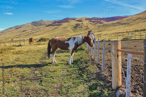 Horses standing near fence in rural countryside landscape in Patagonia, Argentina, natural pasture with hills and open space, concept of freedom and peaceful outdoor lifestyle