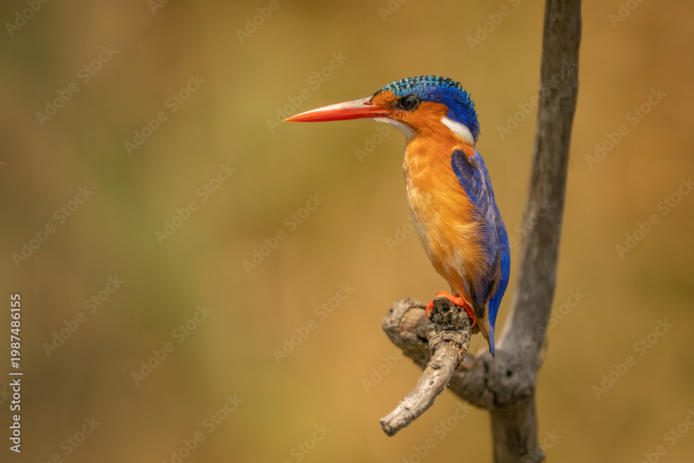 Obraz premium Malachite kingfisher perched on a branch in natural habitat in Uganda