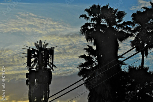 Silhouette of cell tower camouflaged as palm tree next to palm grove 