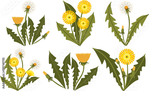 Whimsical vector set featuring various stages of dandelion growth. High-quality isolated elements for creating seamless patterns, nursery wall art, and eco-friendly packaging.