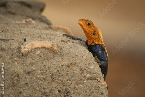 Fotografía Colorful Mwanza agama lizard perched on a rock in natural habitat in Uganda