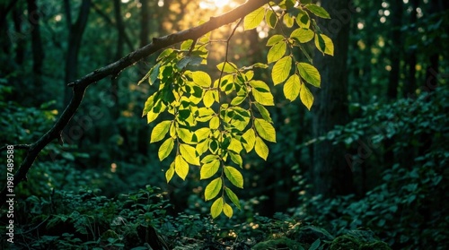Lush Green Tree Branch in Deep Sunlit Forest Environment