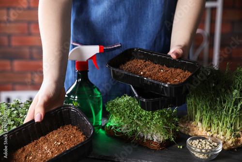 Woman with containers of soil and microgreens at table indoors, closeup