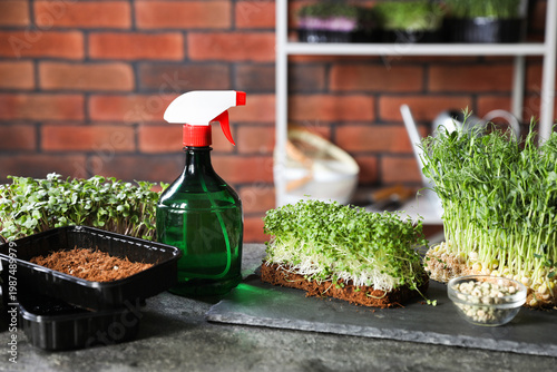 Microgreens, seeds, containers with soil and spray bottle on table indoors