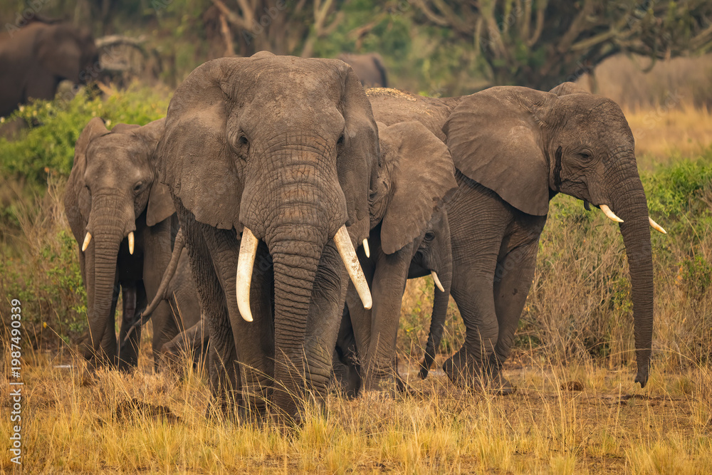 Fototapeta premium Herd of African elephants (Loxodonta africana) walking through dusty savannah at golden hour, Uganda, Africa.