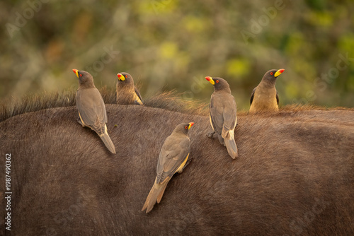 Five yellow-billed oxpeckers perched on a buffalo in Uganda. Buphagus africanus symbiotic birds in Murchison Falls National Park. African wildlife interaction and parasite control.
