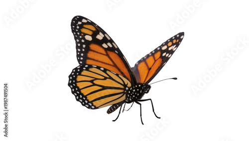 Photos Monarch butterfly with orange and black wings, isolated on transparent backgroun