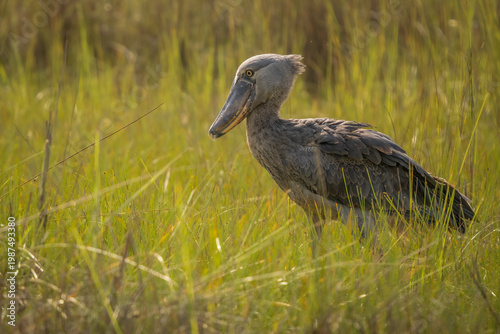 Shoebill stork standing in the marshlands of Uganda. Rare prehistoric-looking bird Balaeniceps rex in its natural habitat, Mabamba swamp, Africa.