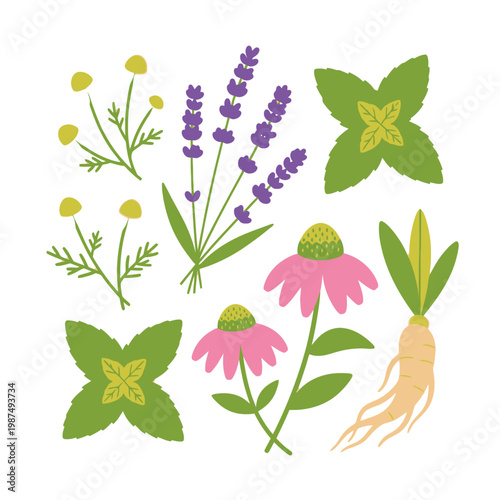 Herbal Remedy Collection: Lavender, Echinacea, Mint, Chamomile, Ginseng