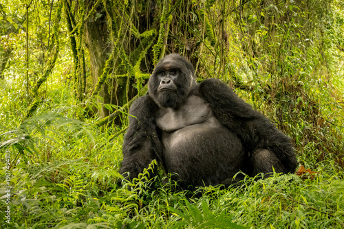Powerful alpha male silverback gorilla resting in lush rainforest vegetation, intense gaze, muscular posture, photographed in the wild in Uganda. Primate wildlife, conservation, natural habitat.