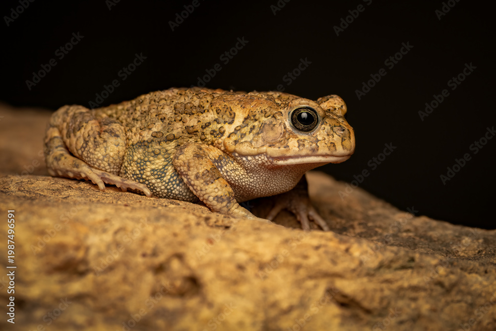 Fototapeta premium African common toad (Amietophrynus regularis) on a rock in Uganda, Africa.