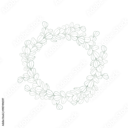 Vector green eucalyptus branch, graphic hand drawn isolated illustration. Botanical Christmas, winter, and wedding clipart. For designers, invitations, decoration, postcards, wrapping paper