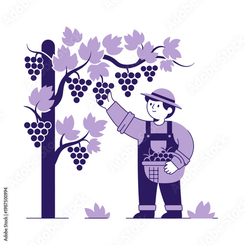Farmer harvesting grapes from vine in orchard, flat illustration, vector art