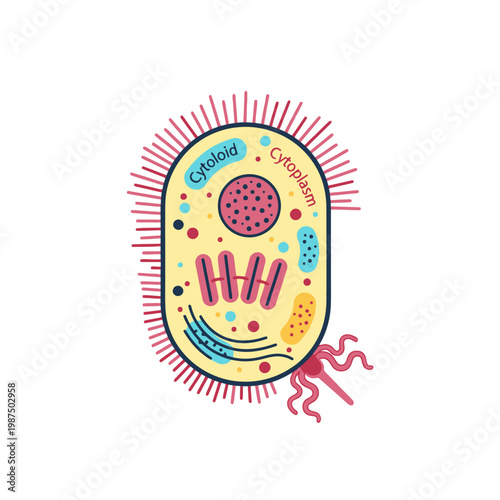 Bacterial Cell Structure Diagram: Cytoplasm, Cytology, Microorganism Biology