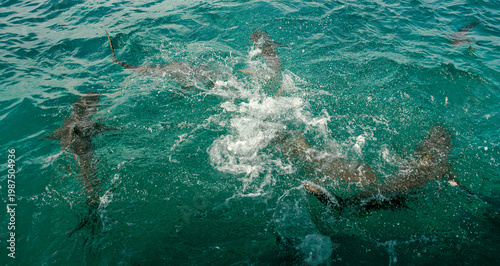 Fotografi Above view of a group of lemon sharks in a feeding frenzy in tropical water