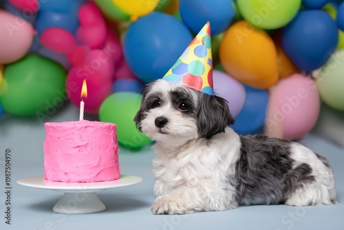 Dog Celebrates Birthday With Pink Cake and Colorful Balloons in Background