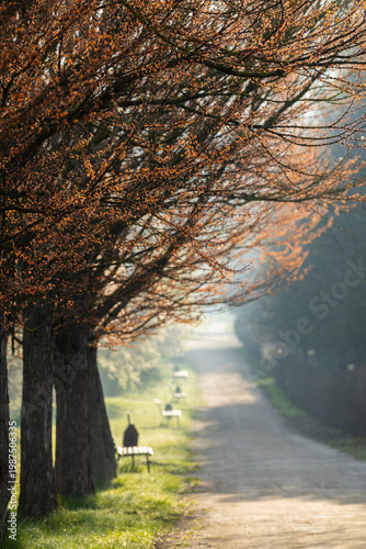 Wallpaper Mural Spring Landscape of Grădina Botanică din Chișinău – Blooming Flowers, Lush Green Park, Urban Nature Oasis, Scenic Botanical Garden in Moldova Capital, Peaceful City Park in Springtime Torontodigital.ca