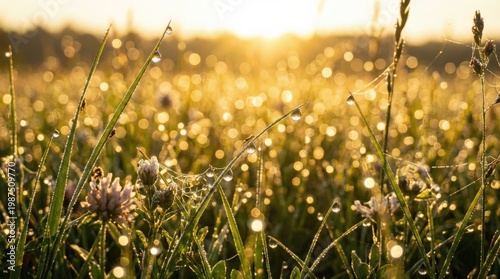 A macro meadow scene with morning dew on grass, radiant golden sunlight and dreamy bokeh over fresh greenery, ultra-realistic, no logos.