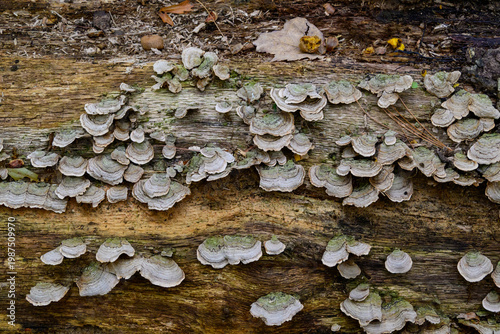 Tableau sur toile Turkey Tail mushrooms (Trametes versicolor) growing in overlapping clusters on a