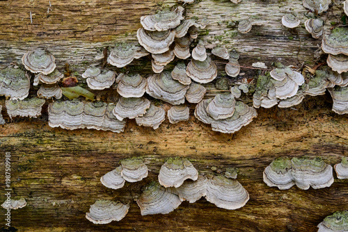 Tableau sur toile Turkey Tail mushrooms (Trametes versicolor) growing in overlapping clusters on a
