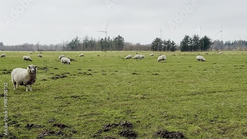 Sheep grazing in a green pasture with wind turbines in the background, showcasing a serene rural landscape in a cloudy atmosphere across three sequential frames