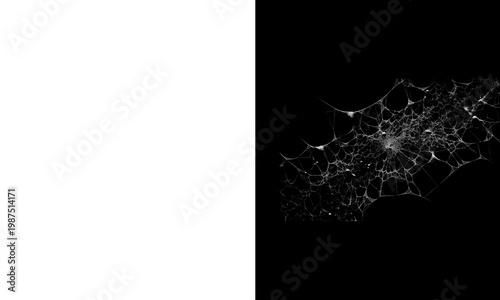Photos Intricate spider web illuminated against a dark background a delicate natural st
