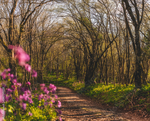 Scenic Forest Path with Spring Wildflowers