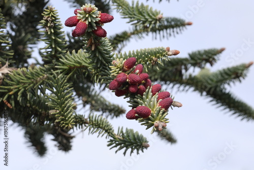Abies pinsapo 'Glauca'.  Young deep purple cones and blunt sliver green needles of glaucous Spanish fir.  