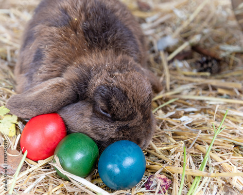 Osterhase mit bunten Eiern