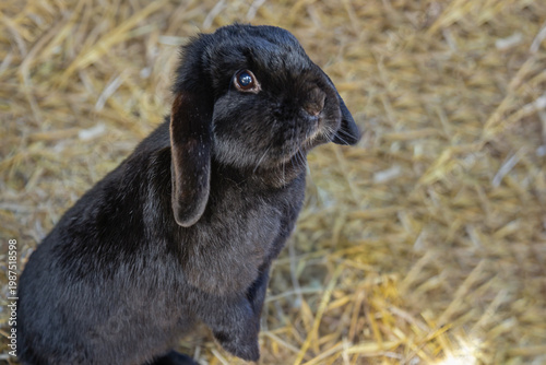 neugieriges Kaninchen