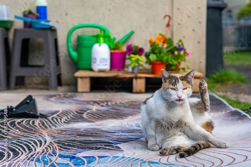 Vászonkép Cute calico cat grooming itself on an outdoor rug in a garden, background with gardening tools, watering can and colorful flowers in pots on wooden pallet during summer