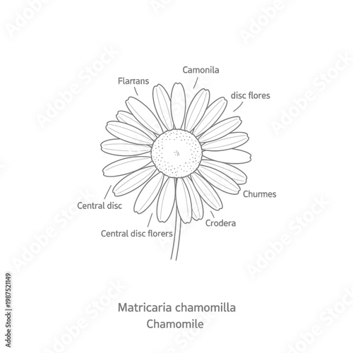 Faded transparent vector drawing of chamomile flower with text matricaria chamomilla.