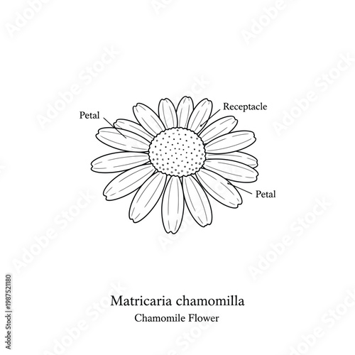 Hand drawn chamomile flower sketch vector illustration with latin and common plant names.