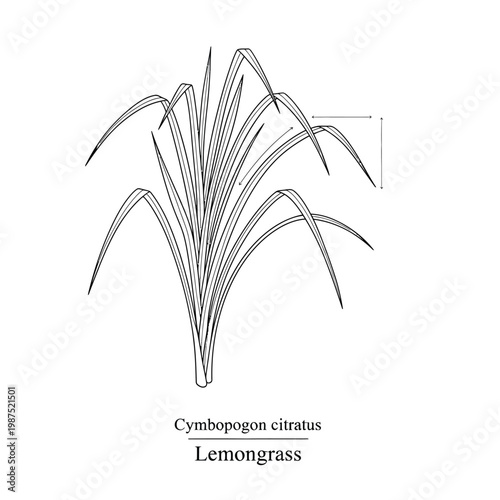 Cymbopogon citratus lemongrass plant line drawing with arrows showing foliage measurements.