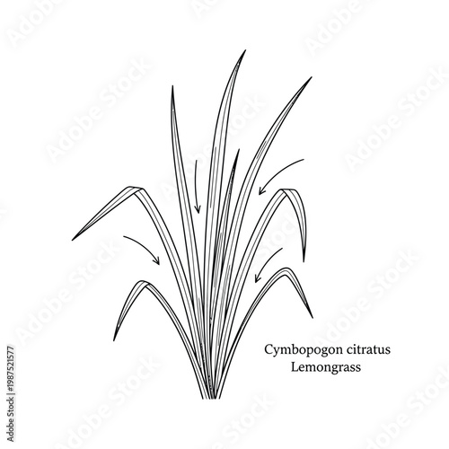 Detailed lemongrass herb illustration with botanical name cymbopogon citratus and pointers.